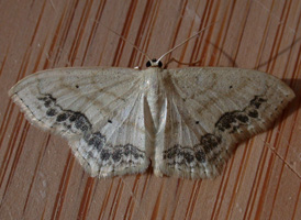 Large Lace Border